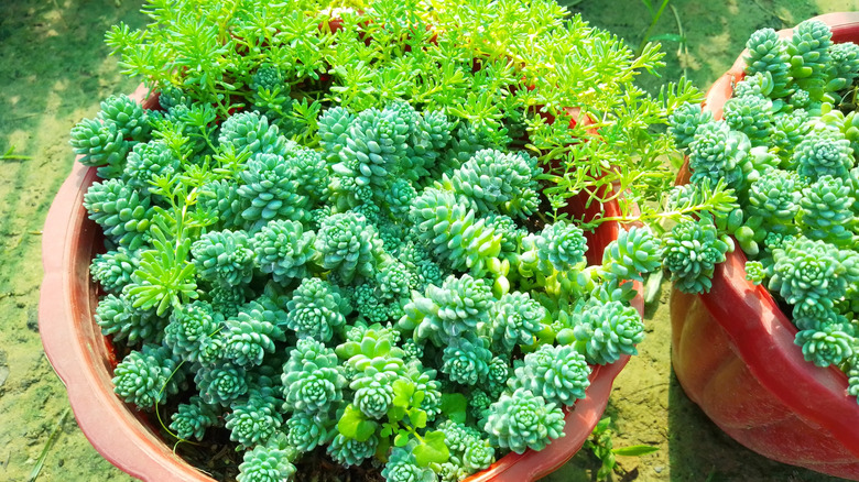 Close-up of a Corsican stonecrop in beige planters.