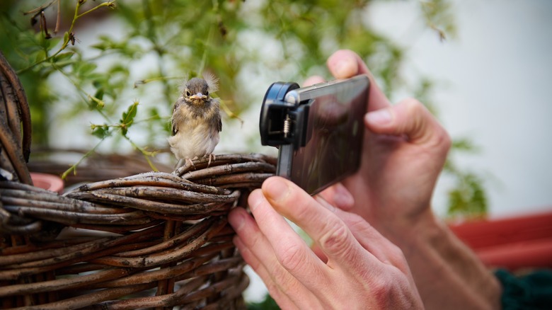 Man using a smartphone, with macro lens, to take photo of a little bird sitting on a wicker basket