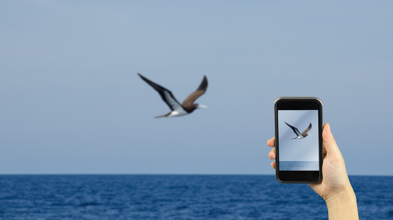 a person taking photo of a bird on smart phone with ocean in background