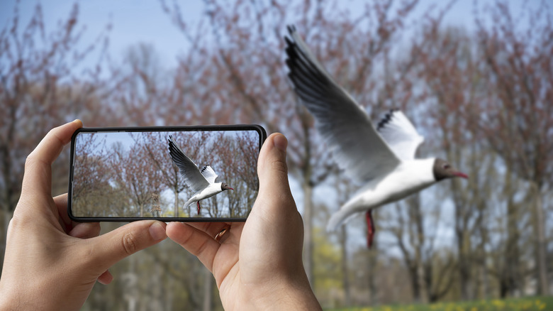 Tourist taking photo of black-headed gull flying in the park