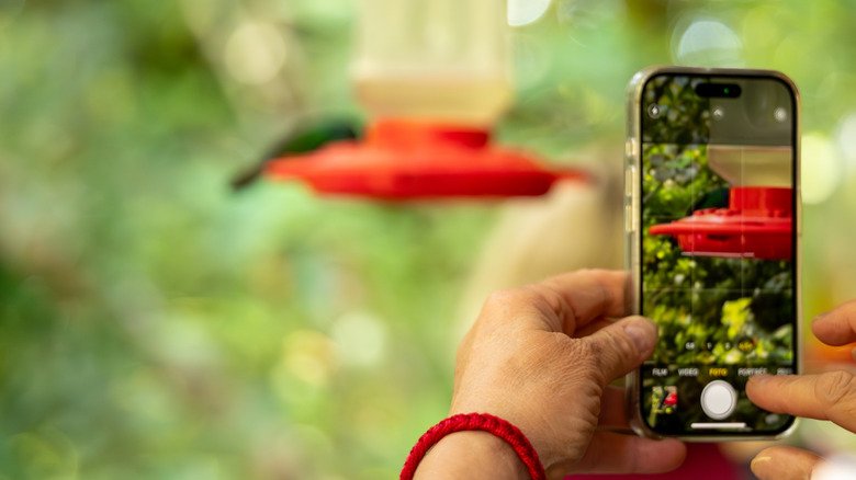 Traveler capturing vibrant hummingbird using smartphone