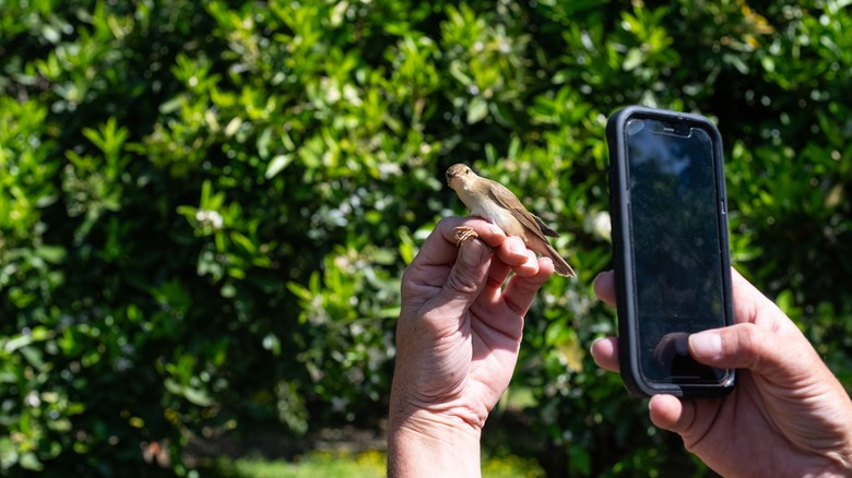 Man taking a photo of a bird with his cell phone