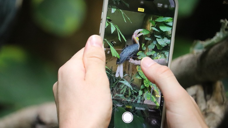 a person is holding a smartphone and taking a picture of a hornbill