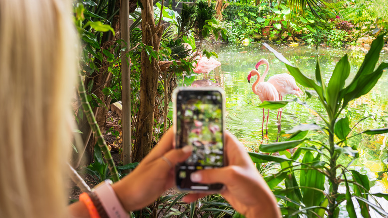 A woman taking a photo of beautiful pink flamingos on a smartphone