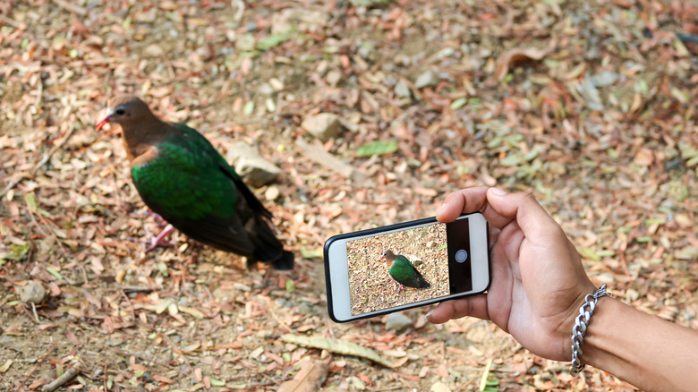a person uses his phone to take pictures of birds in the Park