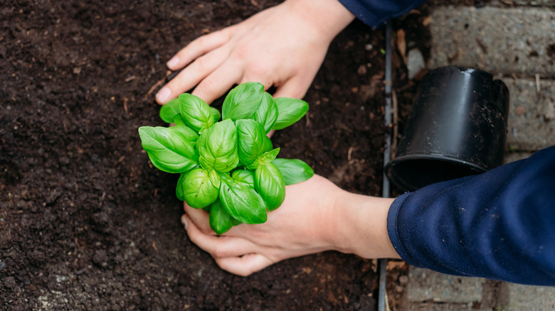 A person planting basil in a garden bed