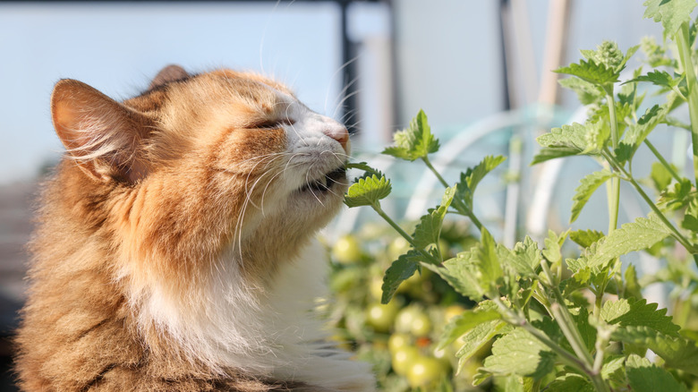 A cat eating catnip plants outdoors