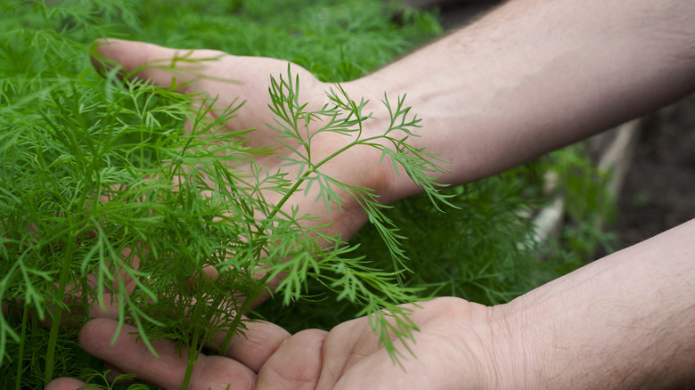A person holding the stems of a growing dill plant