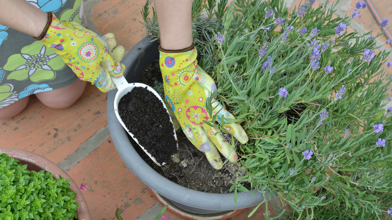 A person fertilizing a lavender bush in a pot