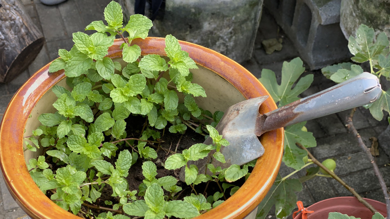 Mint being planted in a pot