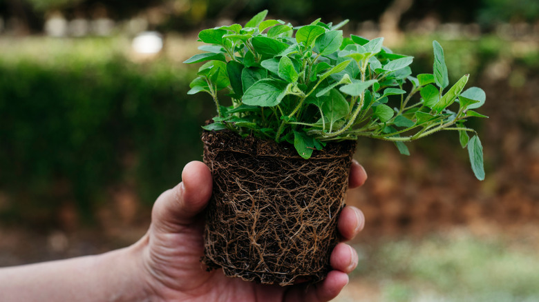 A person holding the root ball of an oregano plant