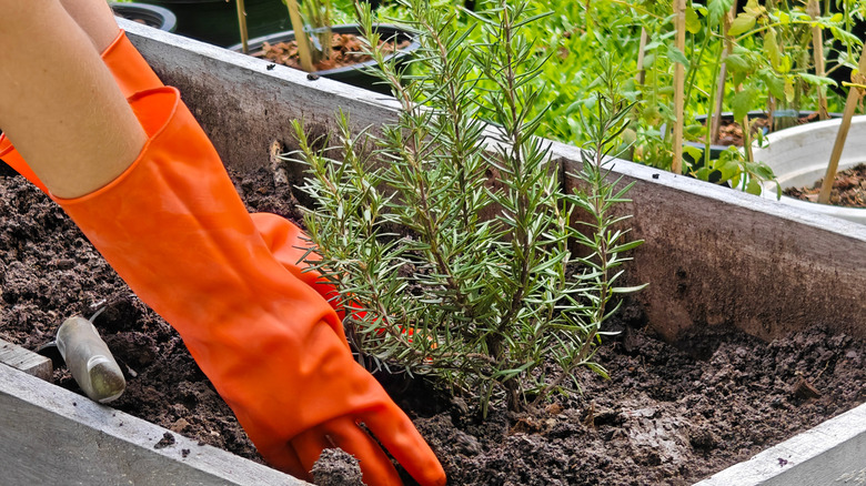 A person planting rosemary in a raised bed while wearing orange gloves