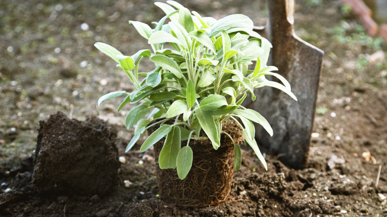 Sage plant and root ball ready to be planted with a shovel in the background