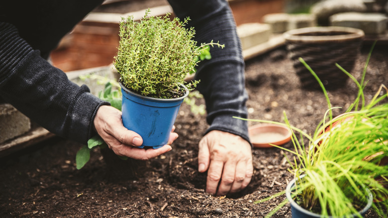 A person planting thyme in a garden bed