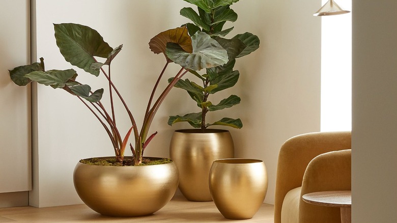 Gold metal planters in a corner