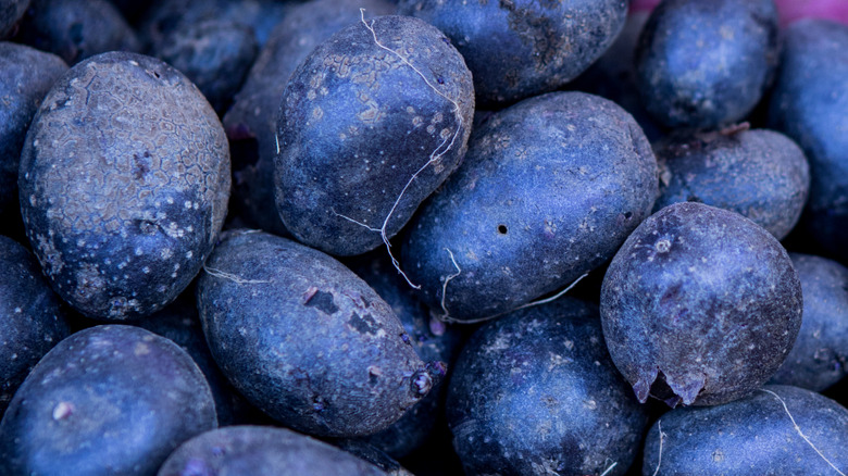 Pile of blue potatoes