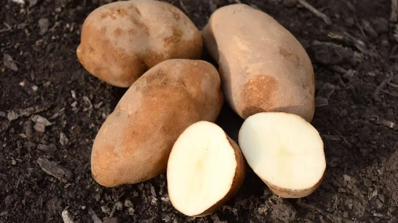 Three whole butte potatoes on soil and one cut open butte potato in front