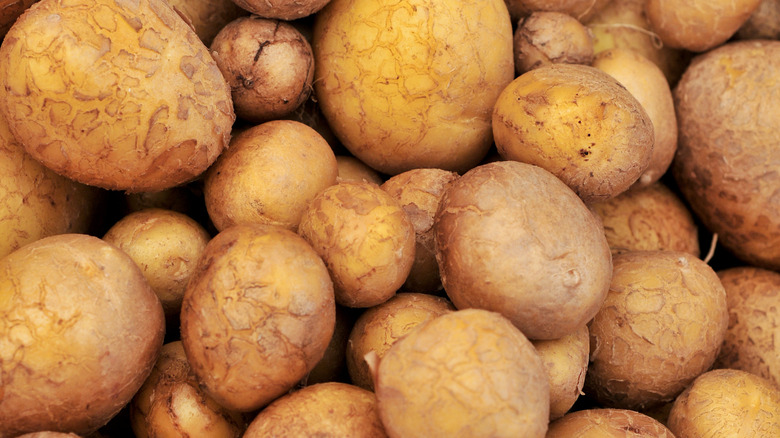 Pile of German butterball potatoes