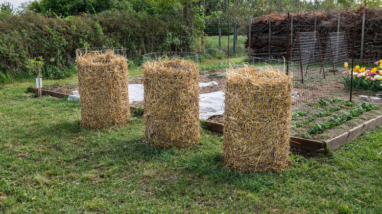 Three potato towers in front of a raised garden bed