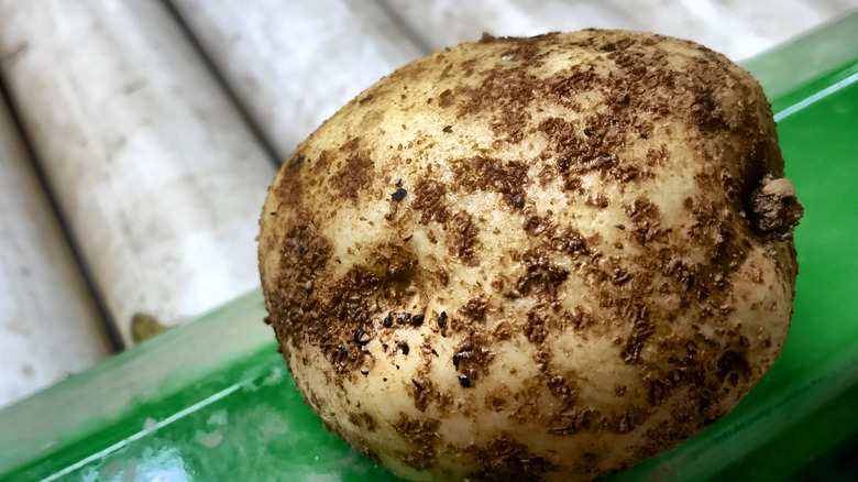 Freshly harvested snowden potato on a rack with dirt on it