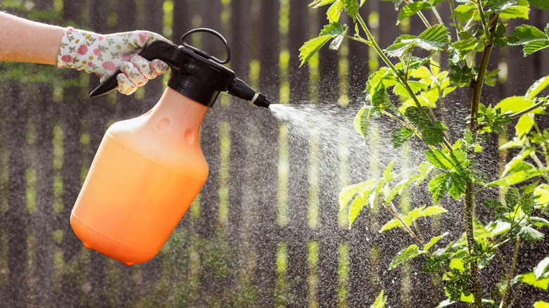 Gardener spraying pesticides on a plant