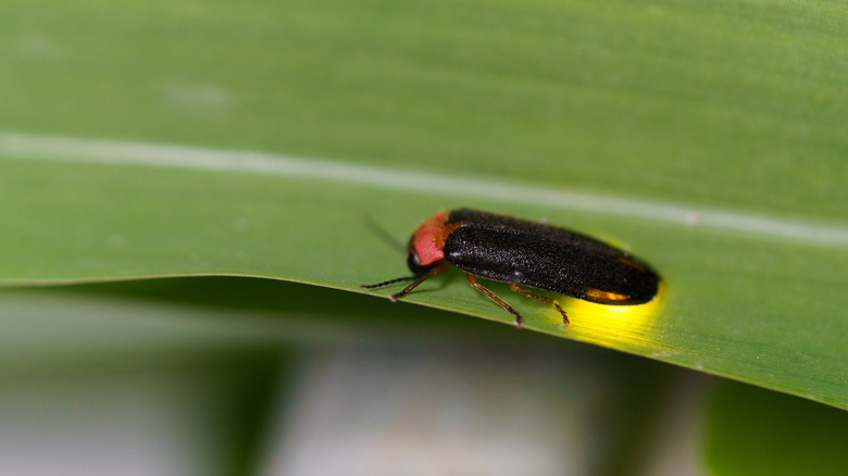 Close-up of a firefly on a leaf