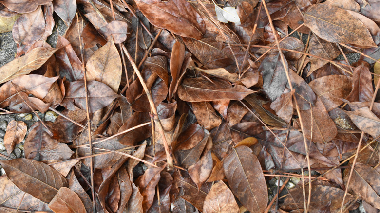 Close-up of leaf litter on the ground