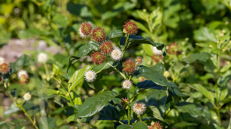 Close-up of a native buttonbush plant