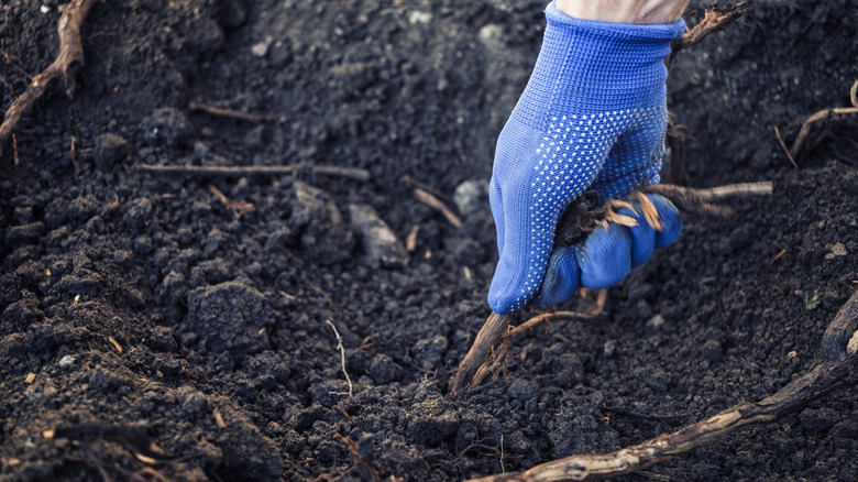 Close-up of a gardener's hand removing roots from the ground