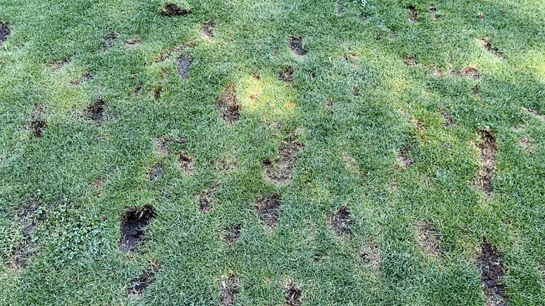 A lawn with holes