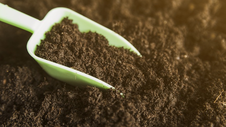 A scoop in a loose potting mix