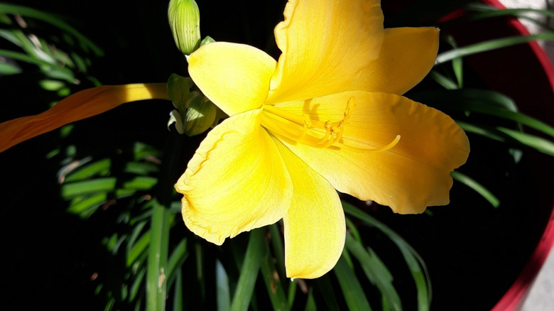 Yellow daylily growing in a planter