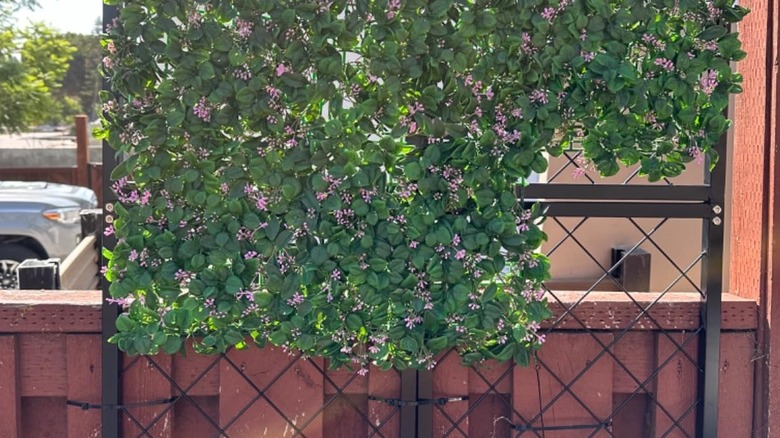 Outdoor black wire trellis covered in thick flower vines for privacy