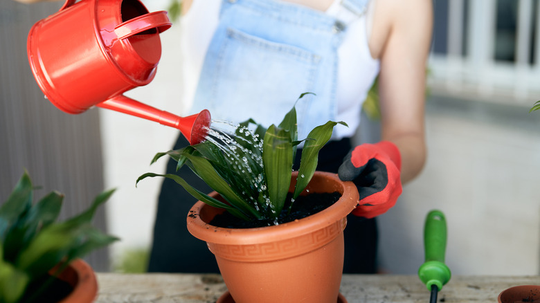 Gardener watering a small indoor cast iron plant