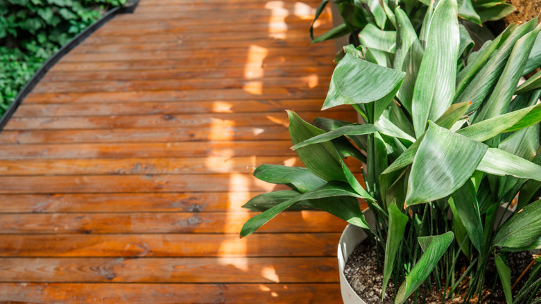 Aspidistra elatior in white pot with stippled lighting