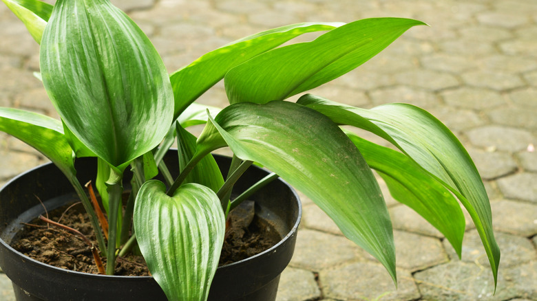 A potted cast iron plant