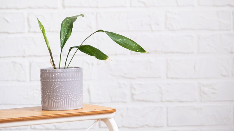 Small potted cast iron plant on a wooden table