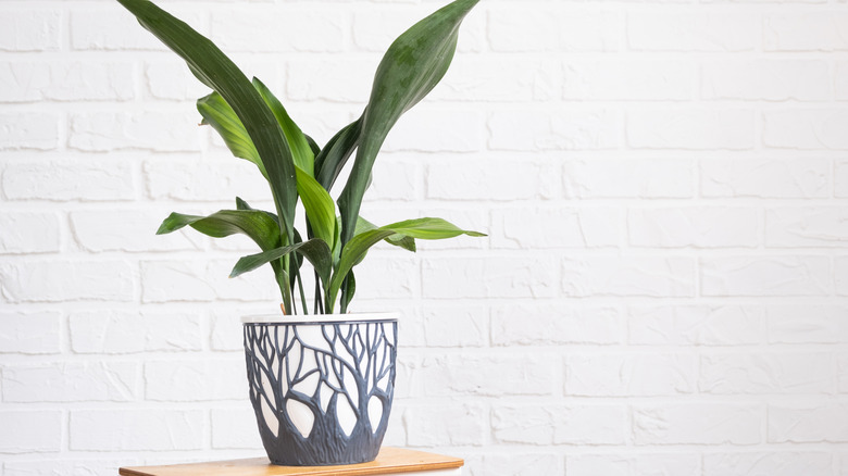 Aspidistra with tough leaves on a stand in interior on whtite brick wall.