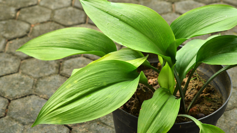 Cast iron plant in a pot sitting on cobblestones