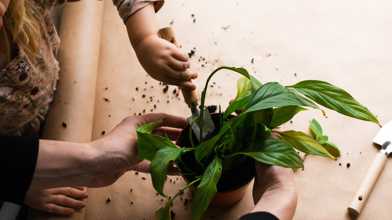 Young child transplanting a potted houseplant and adding soil