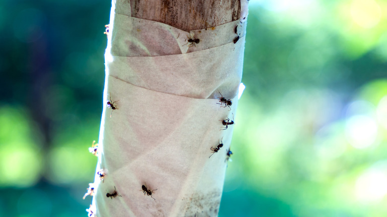 ant trap using double-sided tape wrapped around a tree