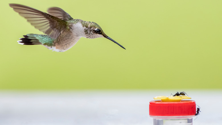 hummingbird approaching a hand feeder with ants on it