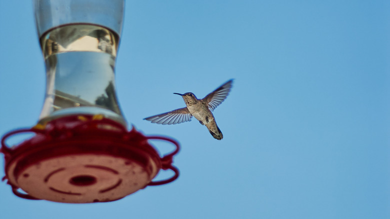 a hummingbird hovering near a feeder with a blue sky in the background