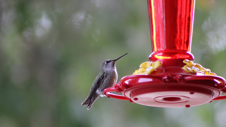 a hummingbird perched on a red hummingbird feeder