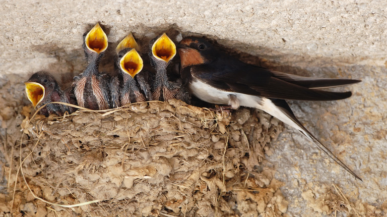 Baby birds in nest