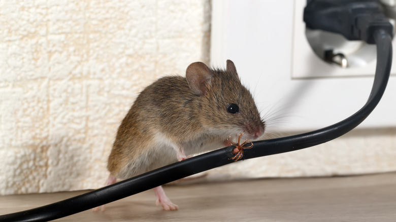 A mouse gnawing wire close to the electrical outlet inside a room.