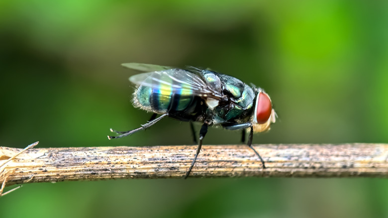 A green fly perched on a wooden branch.