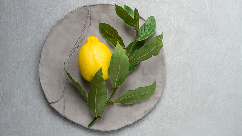 A branch of fresh bay leaf, with lemon, on a gray plate.