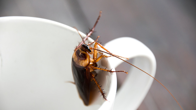 A cockroach climbing the mouth of a white coffee cup.