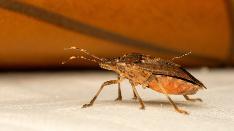 Brown marmorated stink bug spotted indoors.